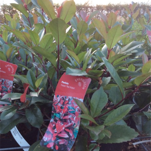 Photinia fraseri Red Robin kopen Kalmthout